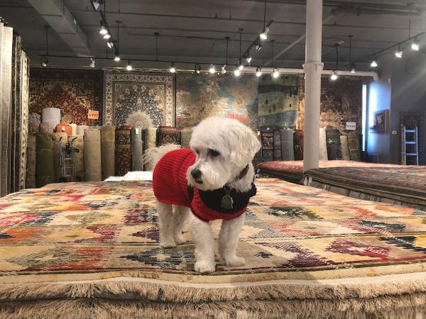 Boston Rug Cleaning