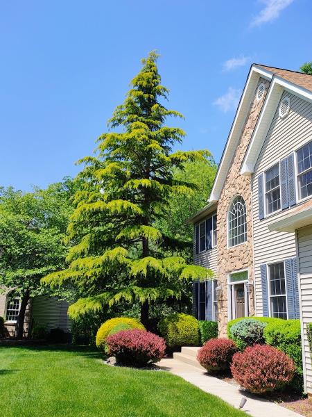 Big Timber Tree Service LLC