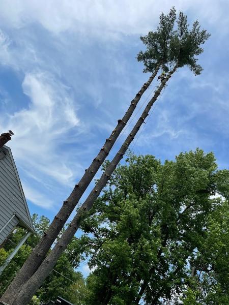 Big Timber Tree Service LLC