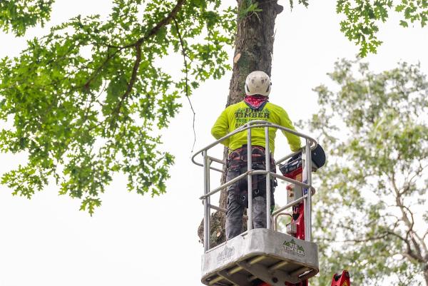 Big Timber Tree Service LLC