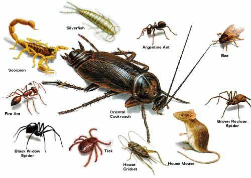 American Exterminating
