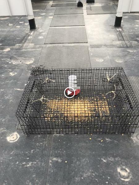 Side by Side Pest Control