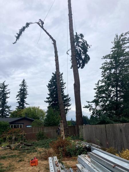 A-1 Highclimbers Tree Service Bellingham