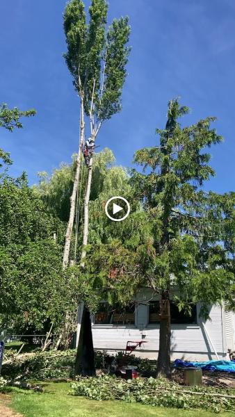 A-1 Highclimbers Tree Service Bellingham