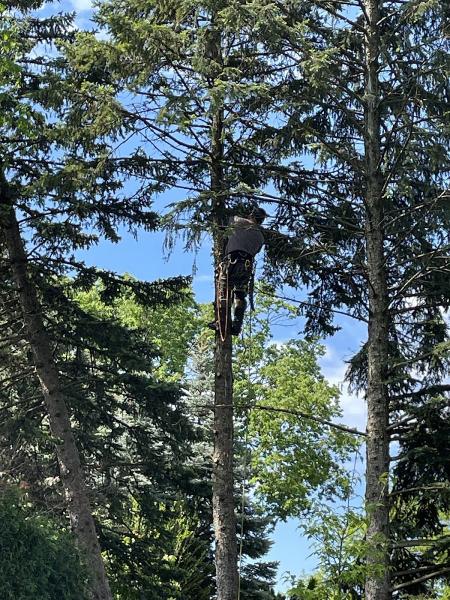 Acer Tree Service