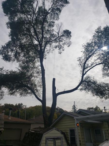 Acer Tree Service