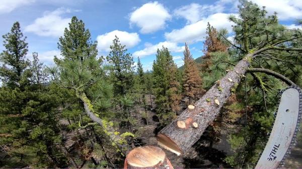 Heartwood Tree Service LLC