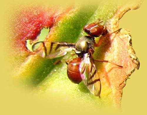 Morton Pest Control Inc