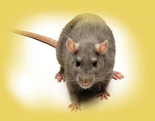 Morton Pest Control Inc
