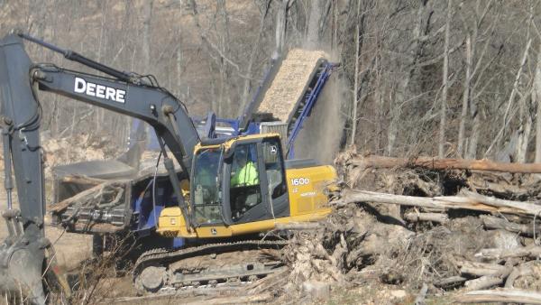 Queen's Tree Surgery