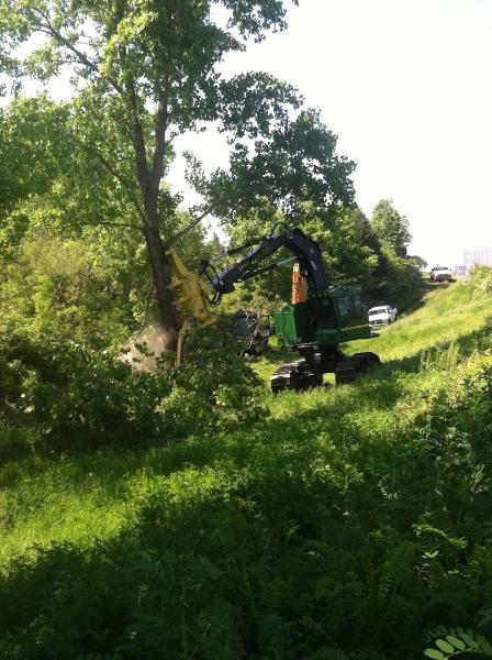 Queen's Tree Surgery
