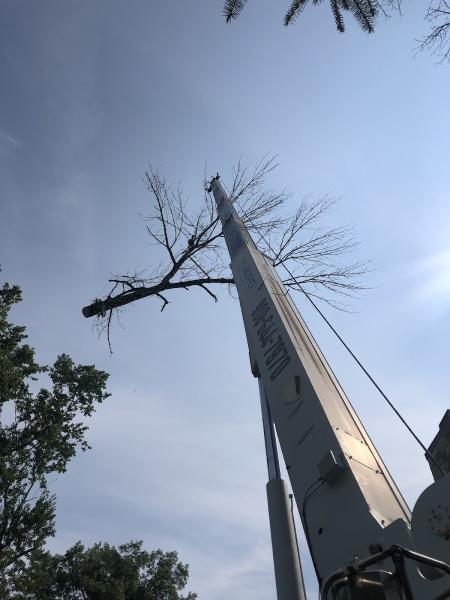 Garro Tree Service and Landscaping