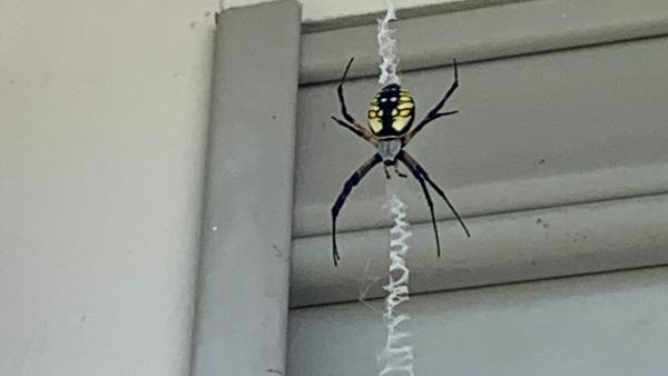 Advanced Pest Solutions