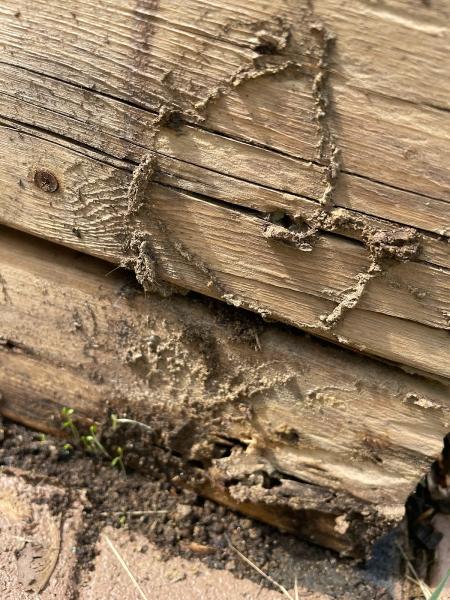 Advanced Pest Solutions
