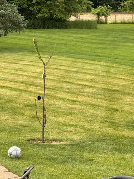 Terra Lawn Care Specialists