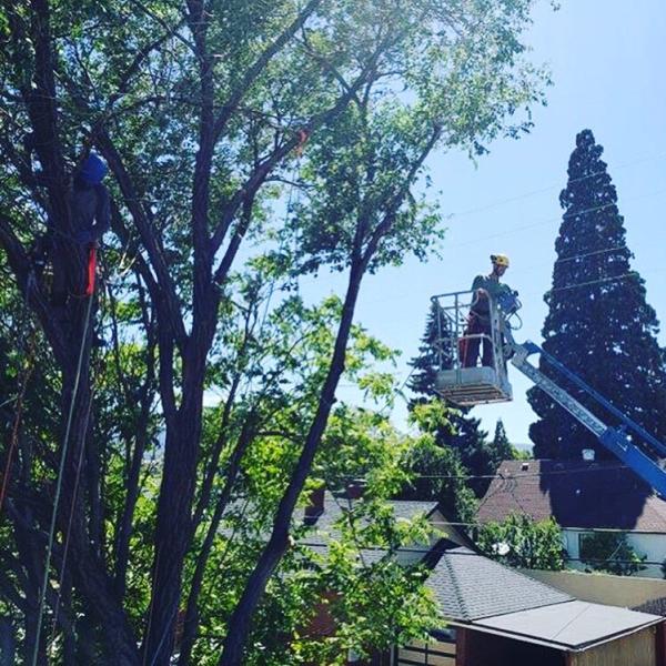 Myers Brothers Tree Care LLC