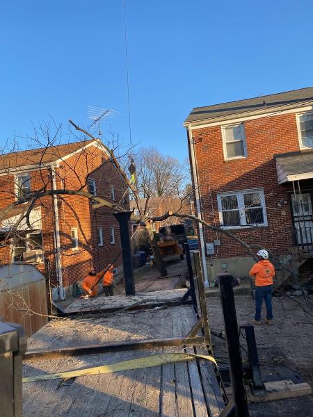 Timber Pros Tree Care LLC