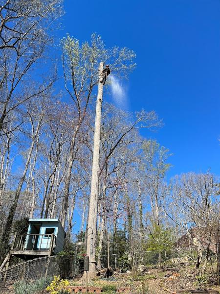 Athens Tree Service