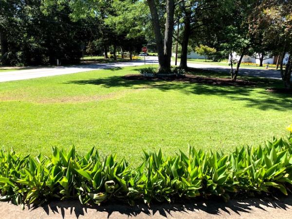 Perennial Cuts