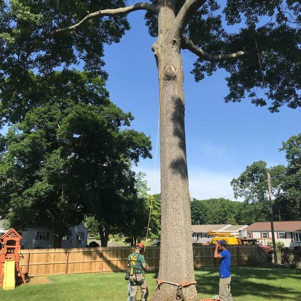 Redbone Turf & Tree Removal