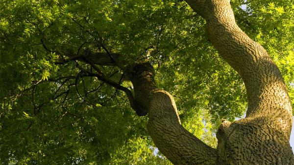Quad City Tree Care