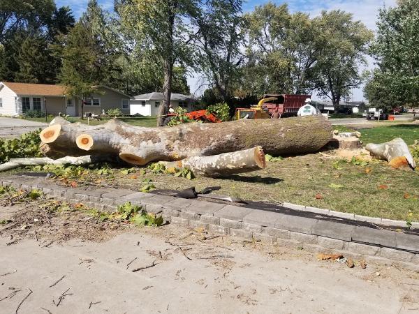 Quad City Tree Care