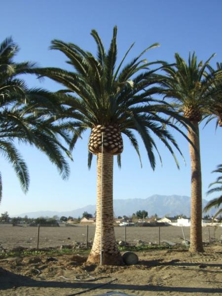 South Coast Grower