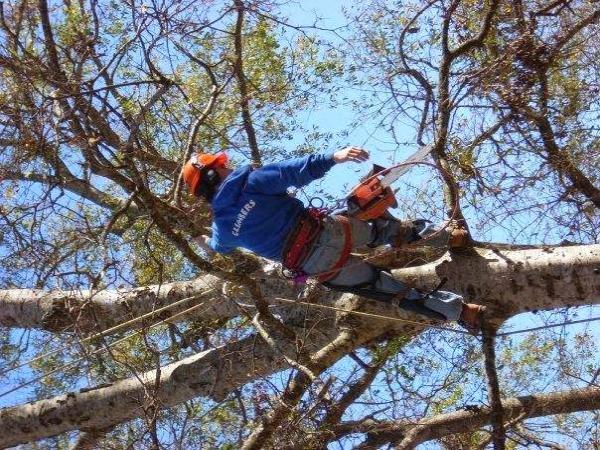 Climbers Tree Service