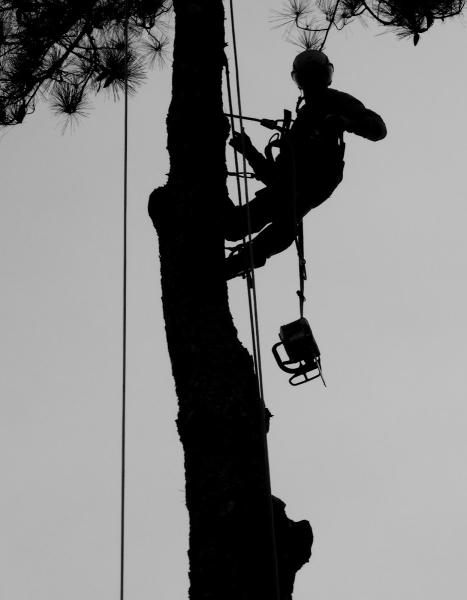 Bear's Insured Tree Service