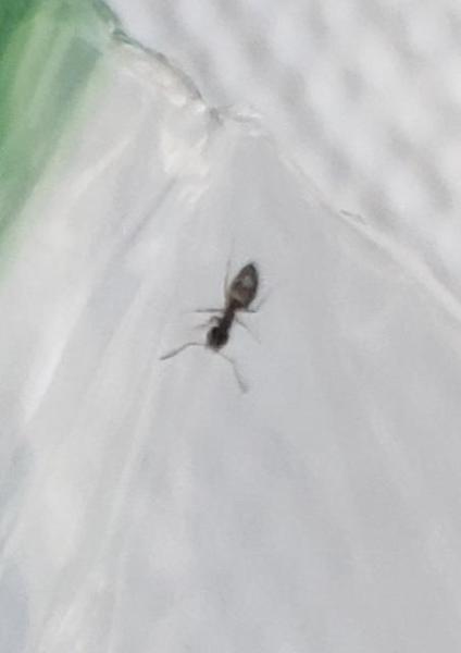 Evict Pest Management