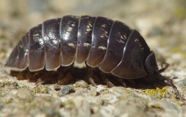 RH Miller Pest Services