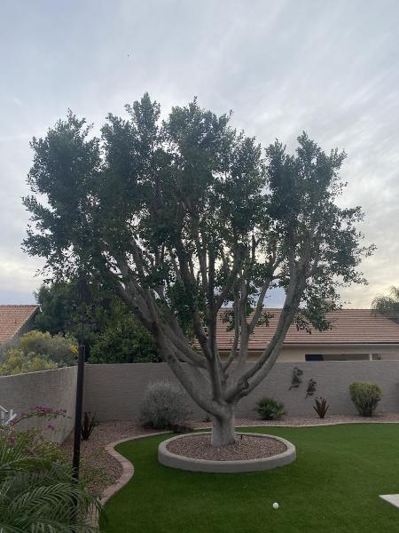 Arborcraft Tree Service