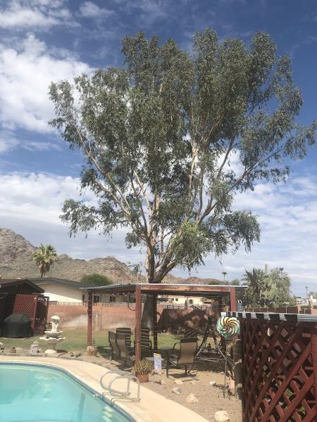 Arborcraft Tree Service