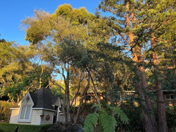Benavidez Inc Tree Services