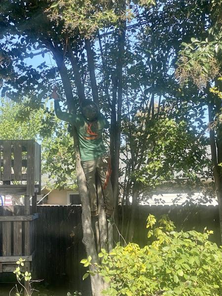 Benavidez Inc Tree Services