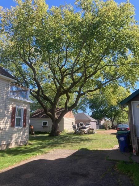 The Tree Fella Co.