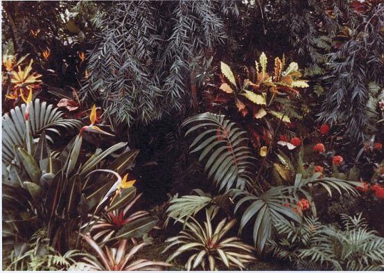 Plants Unlimited