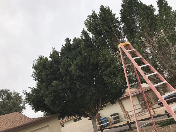 Evergreen Landscaper Services