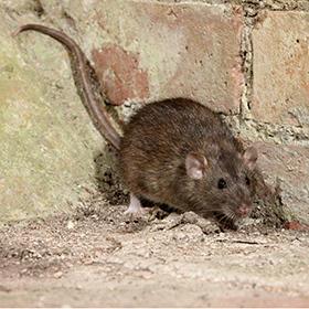 Truly Nolen Pest Control