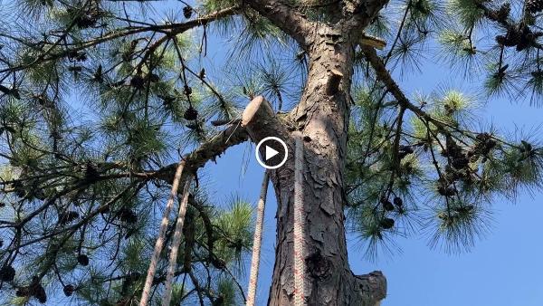 Rovingarborist Tree Service