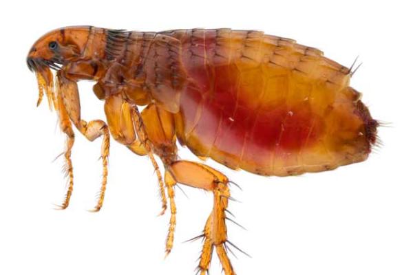 Skipwith Pest Control