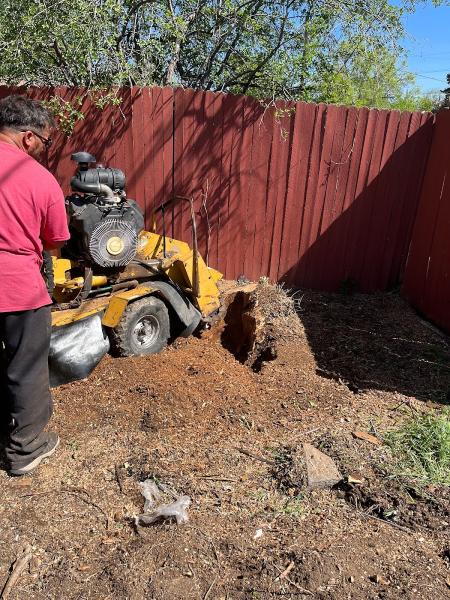 My Denver Tree Service