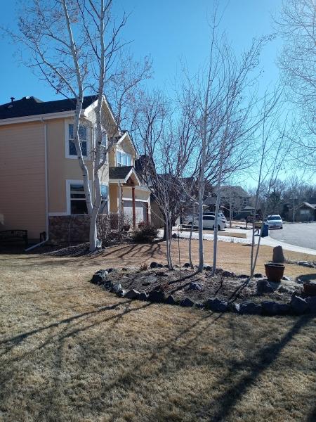 My Denver Tree Service