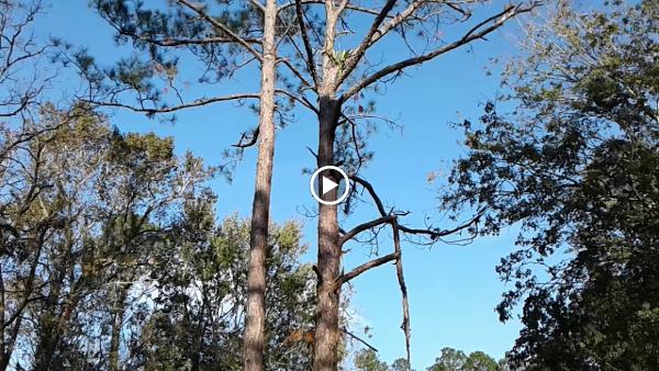 Allwood Tree Service