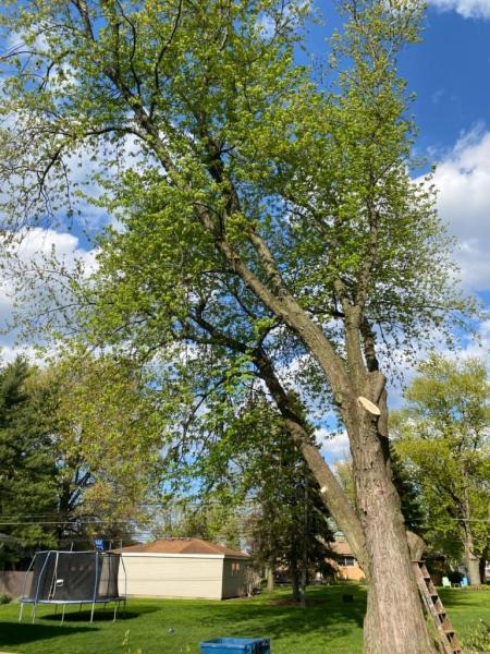 Orland Park Tree Removal