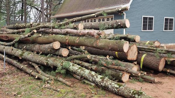 Arboristically Speaking Tree Service