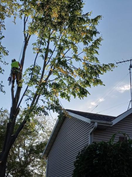 Arboristically Speaking Tree Service