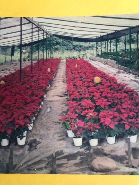 Primavera Landscaping