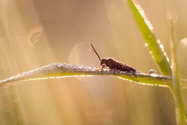 Beaufort Pest Control