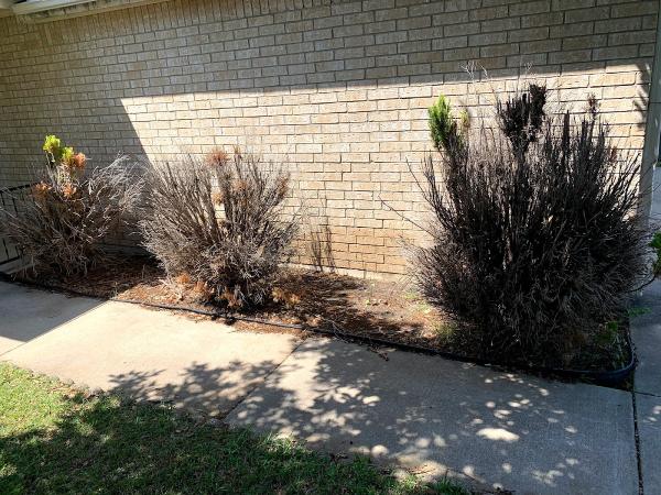 Good Seed Lawn & Trees